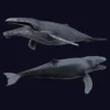 Humpback Whale 3D Model Free Download 3D Model whale3ds.com