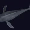 Humpback Whale 3D Model Free Download 3D Model whale3ds.com