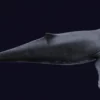 Humpback Whale 3D Model Free Download 3D Model whale3ds.com