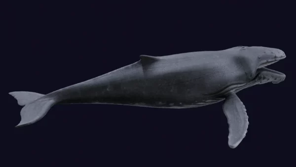 Humpback Whale 3D Model Free Download 3D Model whale3ds.com