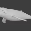 Humpback Whale 3D Model Free Download 3D Model whale3ds.com