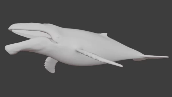 Humpback Whale 3D Model Free Download 3D Model whale3ds.com