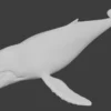 Humpback Whale 3D Model Free Download 3D Model whale3ds.com