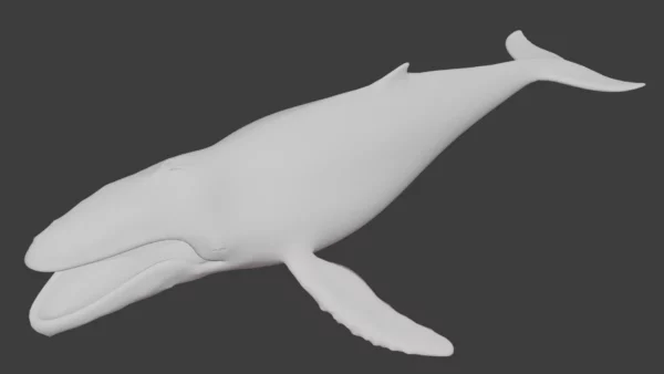 Humpback Whale 3D Model Free Download 3D Model whale3ds.com