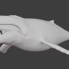 Humpback Whale 3D Model Free Download 3D Model whale3ds.com