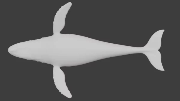 Humpback Whale 3D Model Free Download 3D Model whale3ds.com