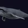 Humpback Whale 3D Model Free Download 3D Model whale3ds.com