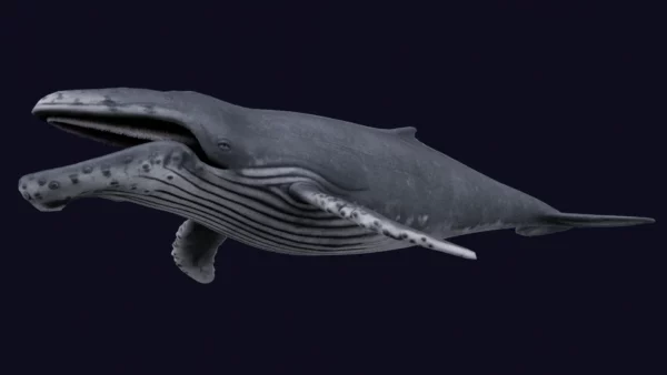 Humpback Whale 3D Model Free Download 3D Model whale3ds.com