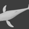 Humpback Whale 3D Model Free Download 3D Model whale3ds.com