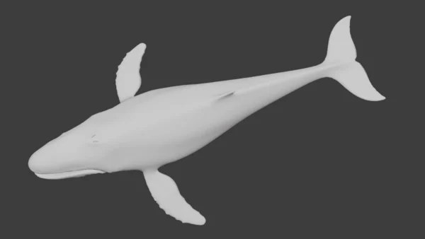 Humpback Whale 3D Model Free Download 3D Model whale3ds.com