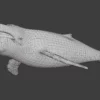 Humpback Whale 3D Model Free Download 3D Model whale3ds.com