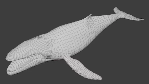 Humpback Whale 3D Model Free Download 3D Model whale3ds.com