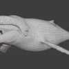 Humpback Whale 3D Model Free Download 3D Model whale3ds.com