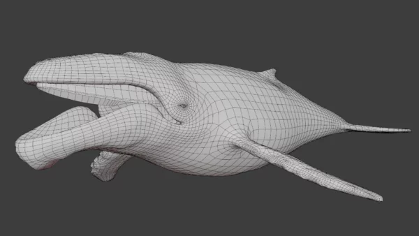 Humpback Whale 3D Model Free Download 3D Model whale3ds.com