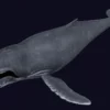 Humpback Whale 3D Model Free Download 3D Model whale3ds.com