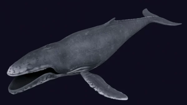 Humpback Whale 3D Model Free Download 3D Model whale3ds.com