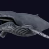 Humpback Whale 3D Model Free Download 3D Model whale3ds.com