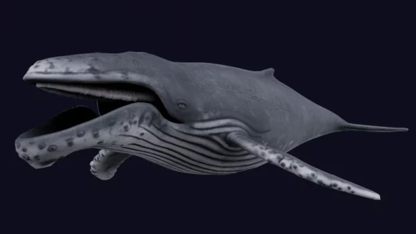 Humpback Whale 3D Model Free Download 3D Model whale3ds.com