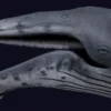 Humpback Whale 3D Model Free Download 3D Model whale3ds.com