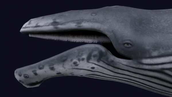 Humpback Whale 3D Model Free Download 3D Model whale3ds.com