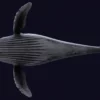 Humpback Whale 3D Model Free Download 3D Model whale3ds.com