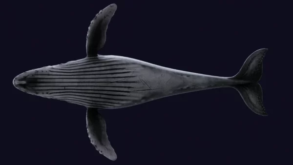 Humpback Whale 3D Model Free Download 3D Model whale3ds.com