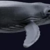 Humpback Whale 3D Model Free Download 3D Model whale3ds.com