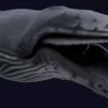 Humpback Whale 3D Model Free Download 3D Model whale3ds.com