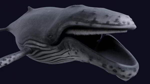 Humpback Whale 3D Model Free Download 3D Model whale3ds.com