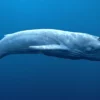 Rigged Blue Whale 3D Model Realistic 3D Model whale3ds.com