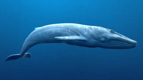 Rigged Blue Whale 3D Model Realistic 3D Model whale3ds.com