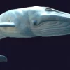 Rigged Blue Whale 3D Model Realistic 3D Model whale3ds.com