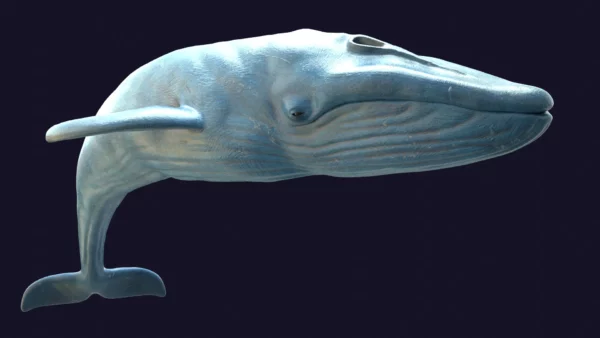 Rigged Blue Whale 3D Model Realistic 3D Model whale3ds.com