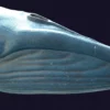 Rigged Blue Whale 3D Model Realistic 3D Model whale3ds.com