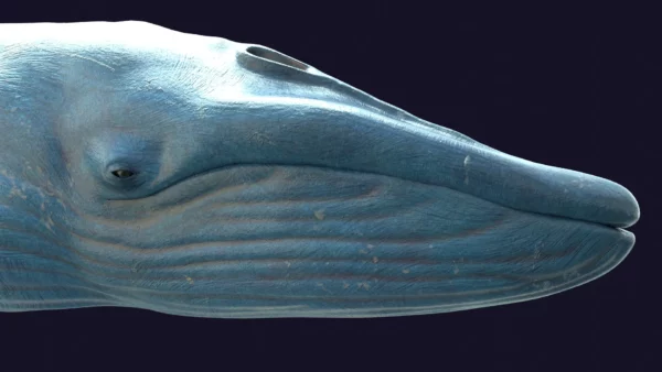 Rigged Blue Whale 3D Model Realistic 3D Model whale3ds.com