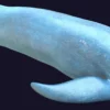 Rigged Blue Whale 3D Model Realistic 3D Model whale3ds.com