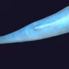 Rigged Blue Whale 3D Model Realistic 3D Model whale3ds.com