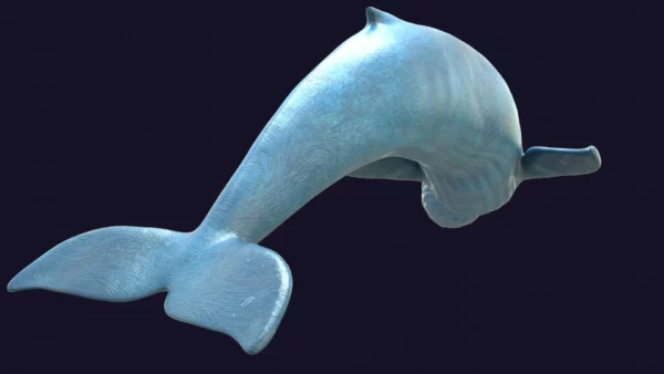 Rigged Blue Whale 3D Model Realistic 3D Model whale3ds.com