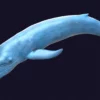 Rigged Blue Whale 3D Model Realistic 3D Model whale3ds.com