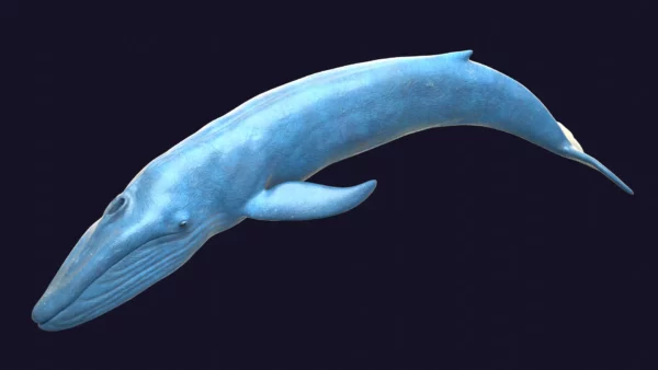 Rigged Blue Whale 3D Model Realistic 3D Model whale3ds.com