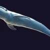 Rigged Blue Whale 3D Model Realistic 3D Model whale3ds.com