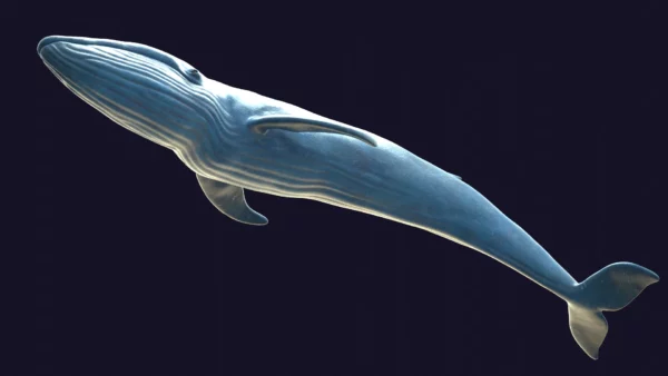 Rigged Blue Whale 3D Model Realistic 3D Model whale3ds.com