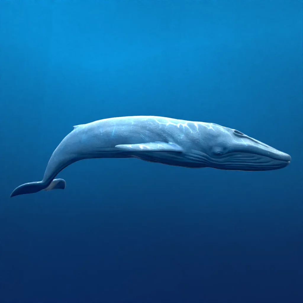 Rigged Blue Whale 3D Model Realistic