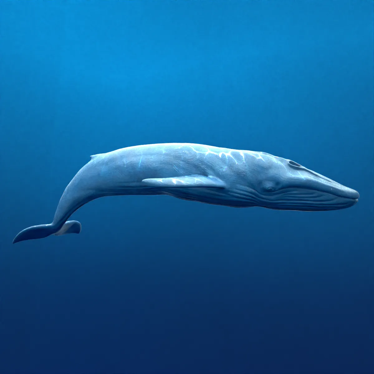 Rigged Blue Whale 3D Model