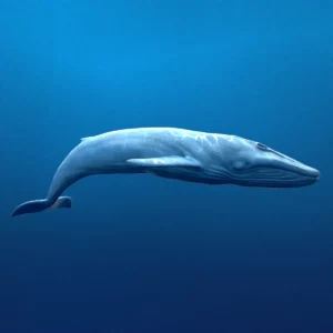 Rigged Blue Whale 3D Model Realistic 3D Model whale3ds.com