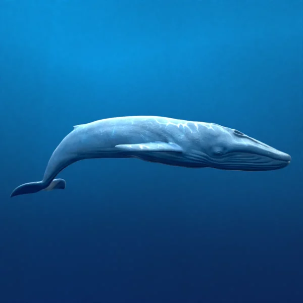 Rigged Blue Whale 3D Model Realistic 3D Model whale3ds.com