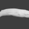 Rigged Blue Whale 3D Model Realistic 3D Model whale3ds.com