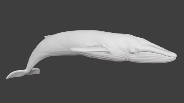 Rigged Blue Whale 3D Model Realistic 3D Model whale3ds.com