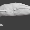 Rigged Blue Whale 3D Model Realistic 3D Model whale3ds.com