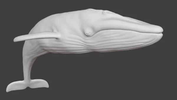 Rigged Blue Whale 3D Model Realistic 3D Model whale3ds.com